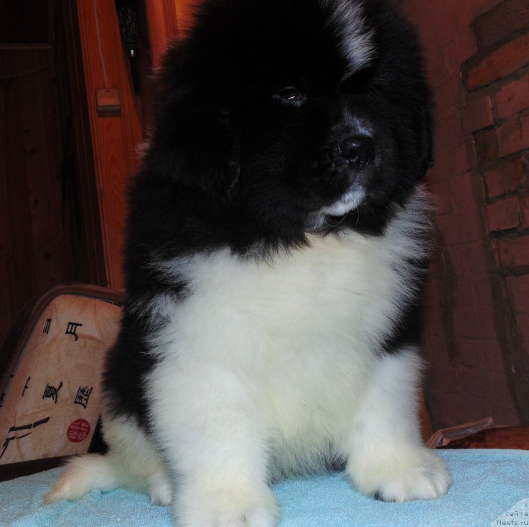 Фото: ньюфаундленд Vodogray ot Karel'skih Medvedey (Водограй от Карельских Медведей)