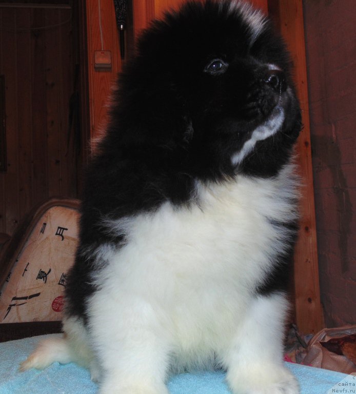 Фото: ньюфаундленд Vodogray ot Karel'skih Medvedey (Водограй от Карельских Медведей)