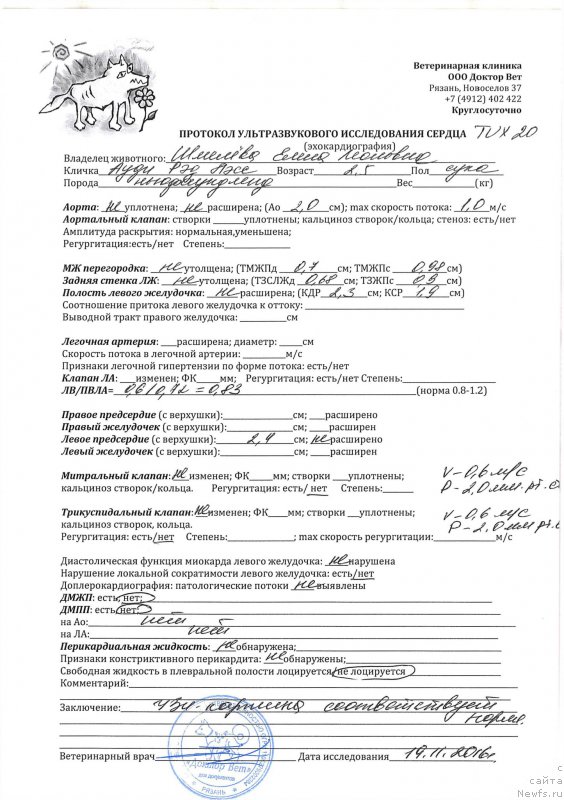 Фото: ньюфаундленд Brownblood MSK Audi Red Less (Браунблад МСК Ауди Рэд Лэсс)