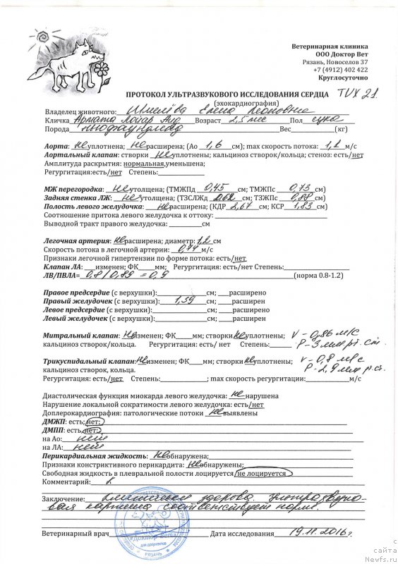 Фото: ньюфаундленд Brownblood MSK Armata Loyar Aid (Браунблад МСК Армата Лойар Аид)