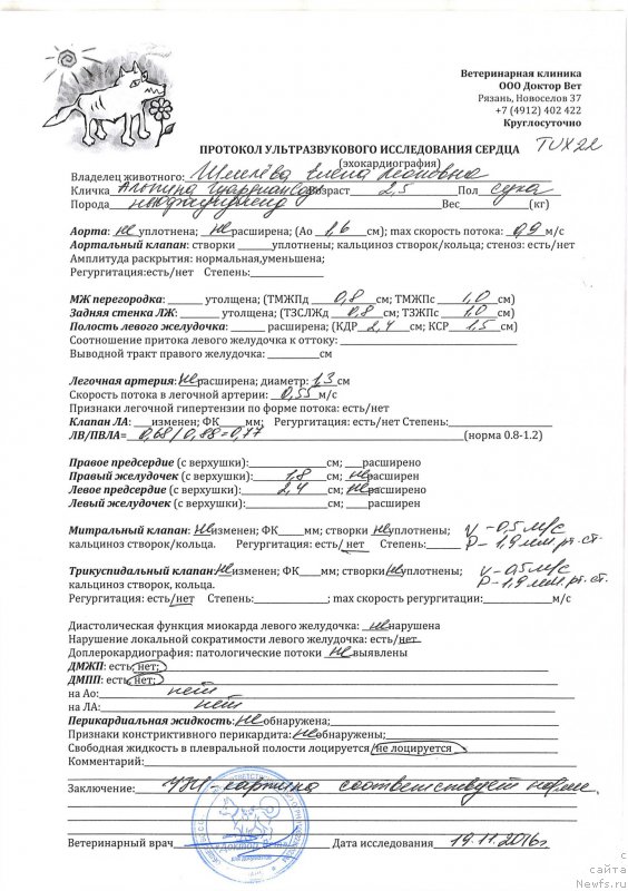 Фото: ньюфаундленд Brownblood MSK Alpina Guardian Soul (Браунблад МСК Альпина Гуардиан Соул)