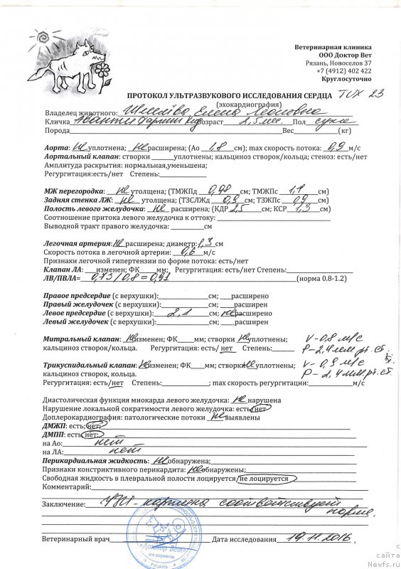 Фото: ньюфаундленд Brownblood MSK Avanti Darling Kid (Браунблад МСК Аванти Дарлинг Кид)