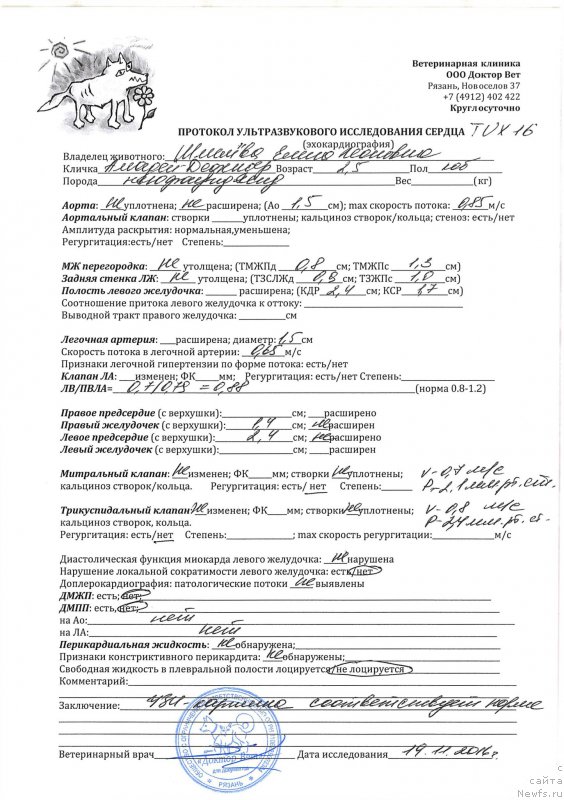 Фото: ньюфаундленд Brownblood MSK Amadey-Defender (Браунблад МСК Амадей-Дефендер)