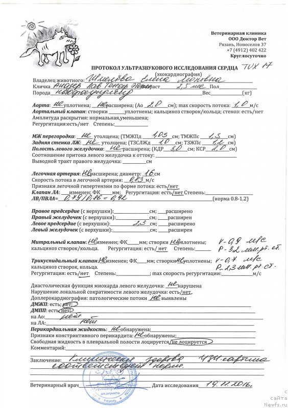 Фото: ньюфаундленд Brownblood MSK Another Love Tender Ebony (Браунблад МСК Аназер Лав Тендер Эбони)