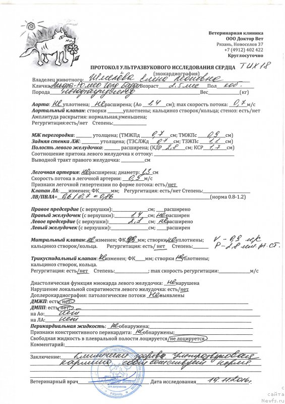 Фото: ньюфаундленд Brownblood MSK Alfa-Romeo Gold Baddy (Браунблад МСК Альфа-Ромео Голд Бадди)