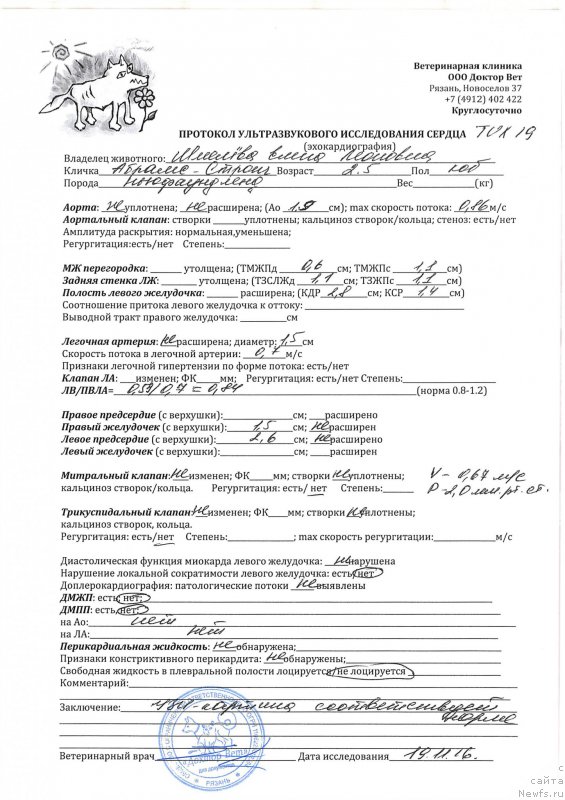 Фото: ньюфаундленд Brownblood MSK Abrams-Strong (Браунблад МСК Абрамс-Стронг)