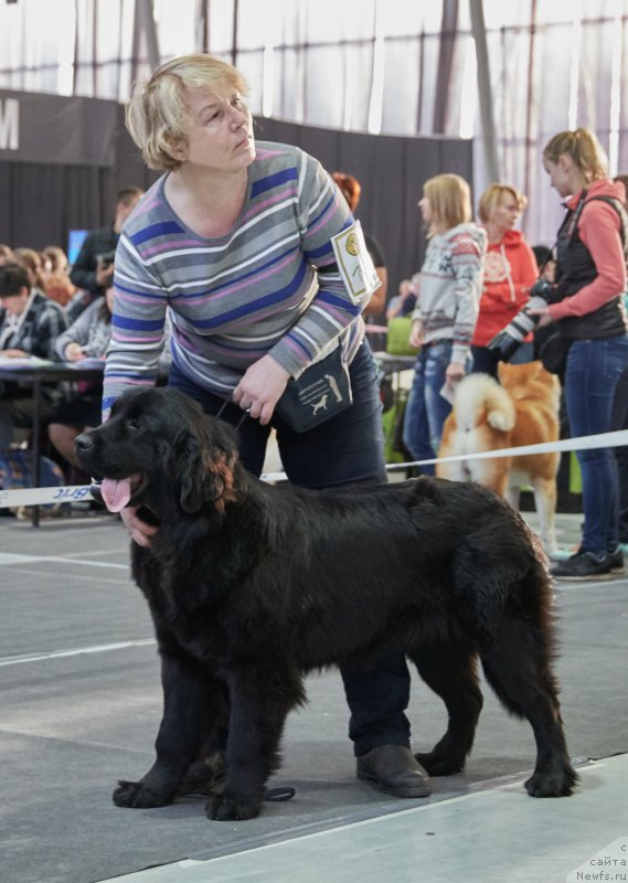 Фото: ньюфаундленд Parki is Antagrada (Парки из Антаграда)