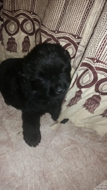 Фото: ньюфаундленд Afina Denisa Fendi (Афина Дениса Фенди)