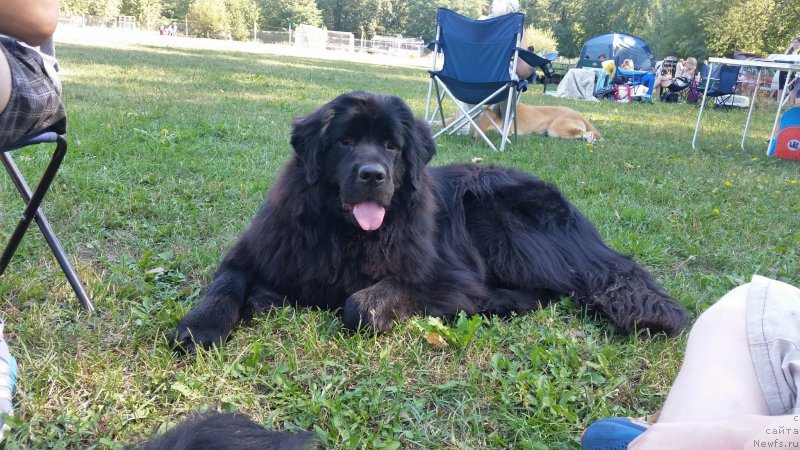 Фото: ньюфаундленд Afina Denisa Fendi (Афина Дениса Фенди)