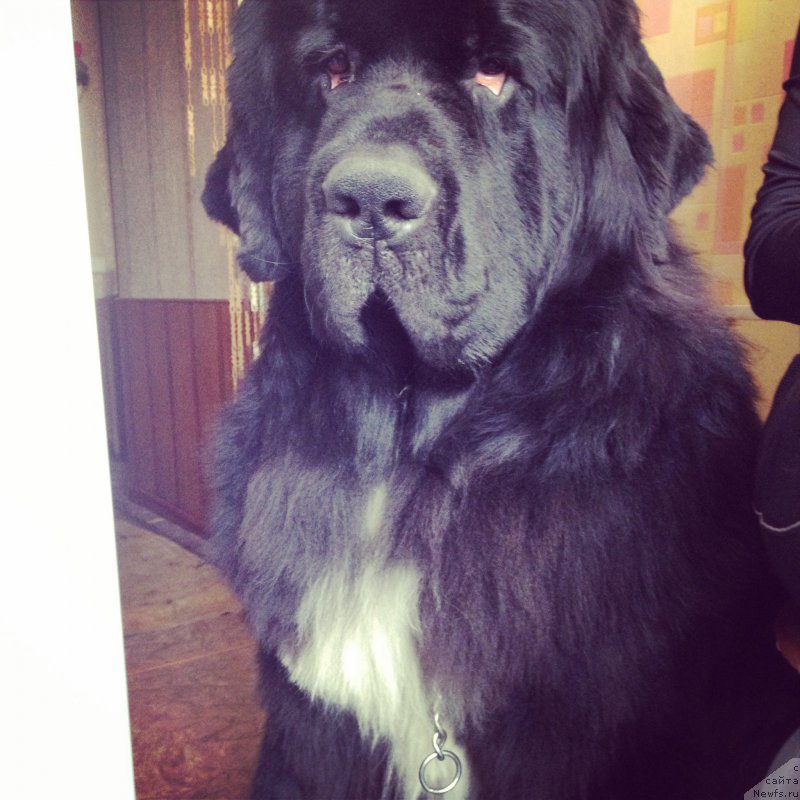 Фото: ньюфаундленд Stardi Kollekshn Baloven' (Старди Коллекшн Баловень)