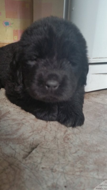 Фото: ньюфаундленд Alon Guchi Bud (Алон Гучи Вуд)