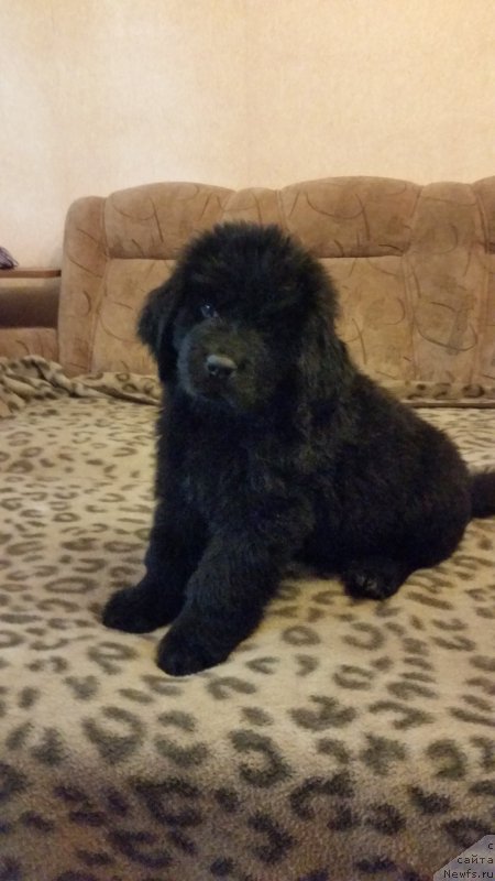 Фото: ньюфаундленд Alon Guchi Bud (Алон Гучи Вуд)