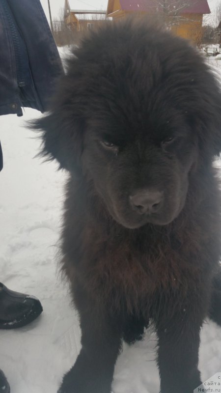 Фото: ньюфаундленд Alon Guchi Bud (Алон Гучи Вуд)