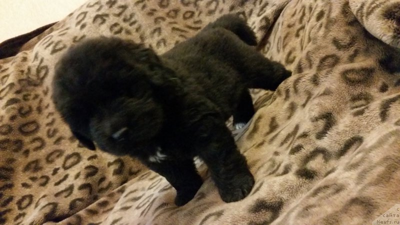 Фото: ньюфаундленд Argo Choy Lend (Арго Шоу Ленд)