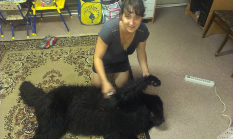 Фото: ньюфаундленд Argo Choy Lend (Арго Шоу Ленд)