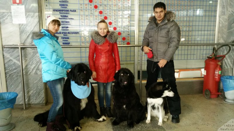 Фото: ньюфаундленд Stardi Kollekshn Baloven' (Старди Коллекшн Баловень), ньюфаундленд Adelina Blagorodnaya L'vica (Аделина Благородная Львица)