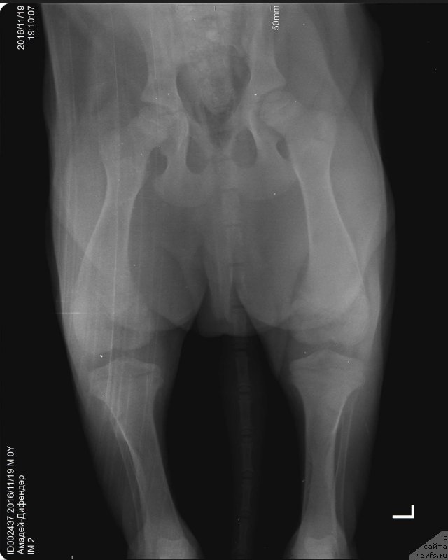 Фото: ньюфаундленд Brownblood MSK Amadey-Defender (Браунблад МСК Амадей-Дефендер)