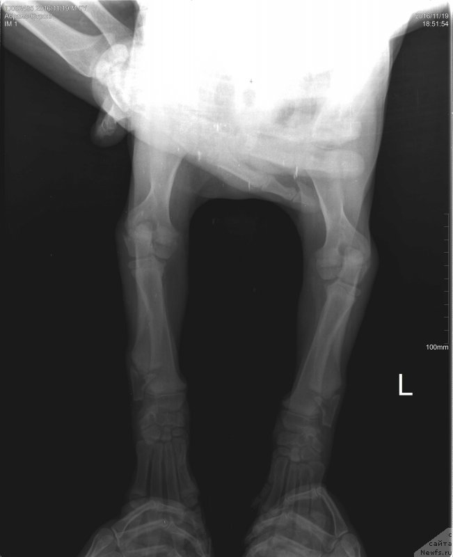Фото: ньюфаундленд Brownblood MSK Abrams-Strong (Браунблад МСК Абрамс-Стронг)