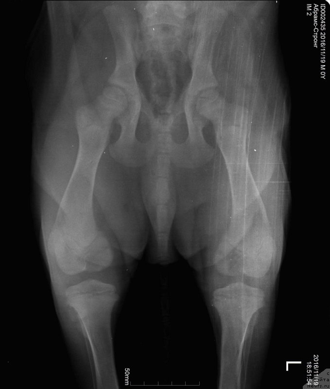Фото: ньюфаундленд Brownblood MSK Abrams-Strong (Браунблад МСК Абрамс-Стронг)