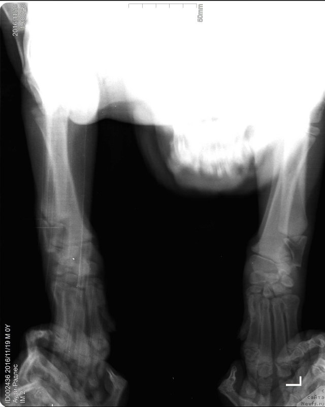 Фото: ньюфаундленд Brownblood MSK Audi Red Less (Браунблад МСК Ауди Рэд Лэсс)