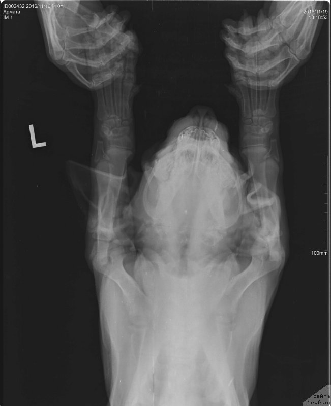 Фото: ньюфаундленд Brownblood MSK Armata Loyar Aid (Браунблад МСК Армата Лойар Аид)