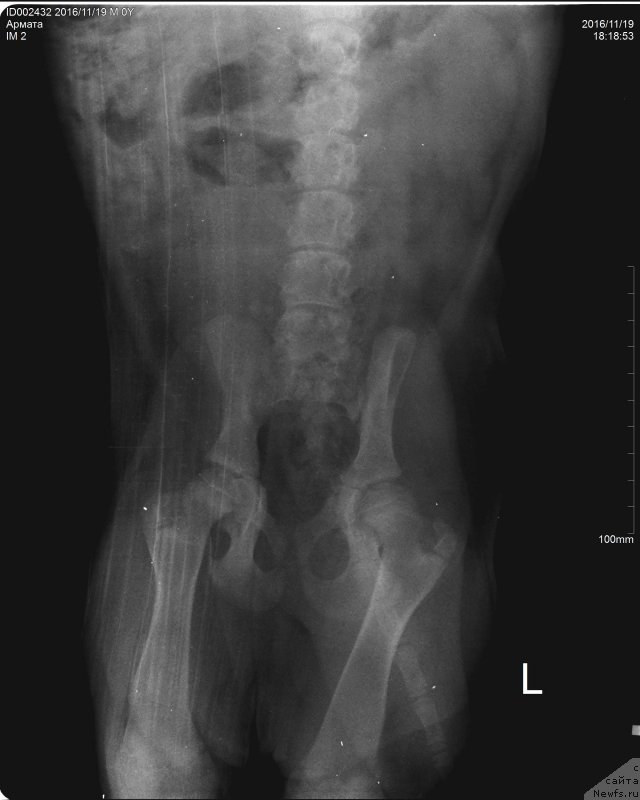 Фото: ньюфаундленд Brownblood MSK Armata Loyar Aid (Браунблад МСК Армата Лойар Аид)