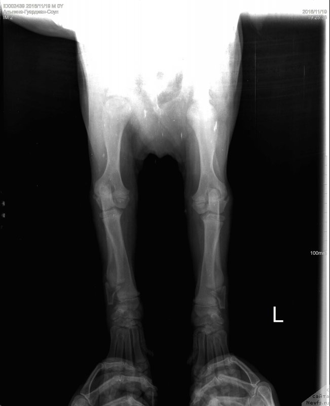 Фото: ньюфаундленд Brownblood MSK Alpina Guardian Soul (Браунблад МСК Альпина Гуардиан Соул)