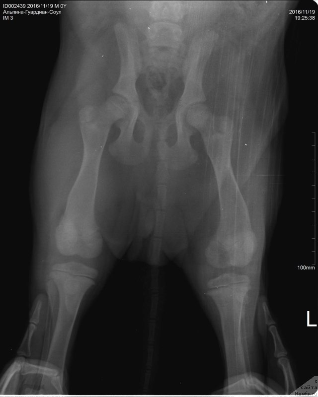 Фото: ньюфаундленд Brownblood MSK Alpina Guardian Soul (Браунблад МСК Альпина Гуардиан Соул)