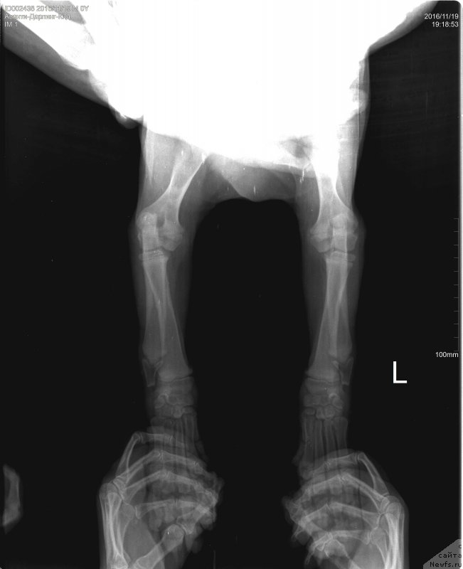 Фото: ньюфаундленд Brownblood MSK Avanti Darling Kid (Браунблад МСК Аванти Дарлинг Кид)