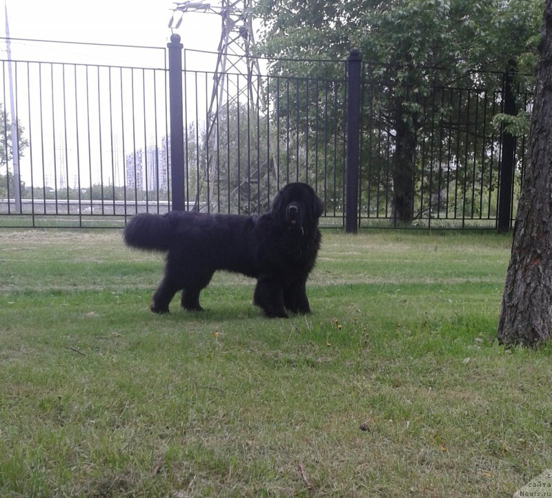 Фото: ньюфаундленд Beguschaya po Volnam CHicharitto (Бегущая по Волнам Чичаритто)