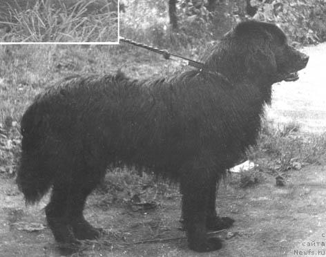 Фото: ньюфаундленд Il'mir (Ильмир)