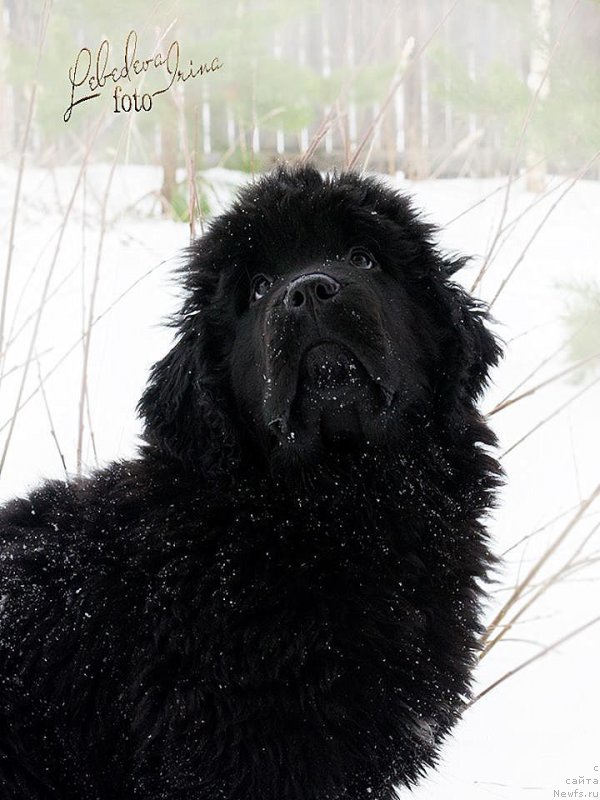 Фотография № 217209