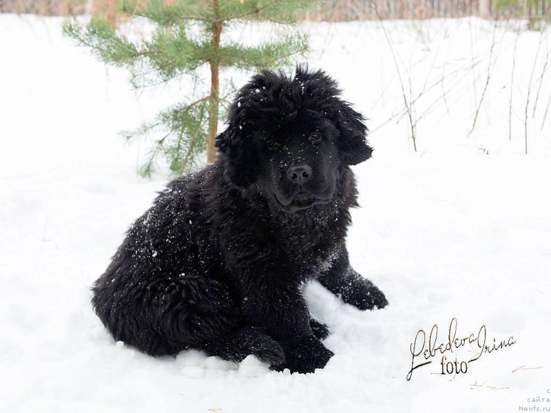 Фотография № 217210