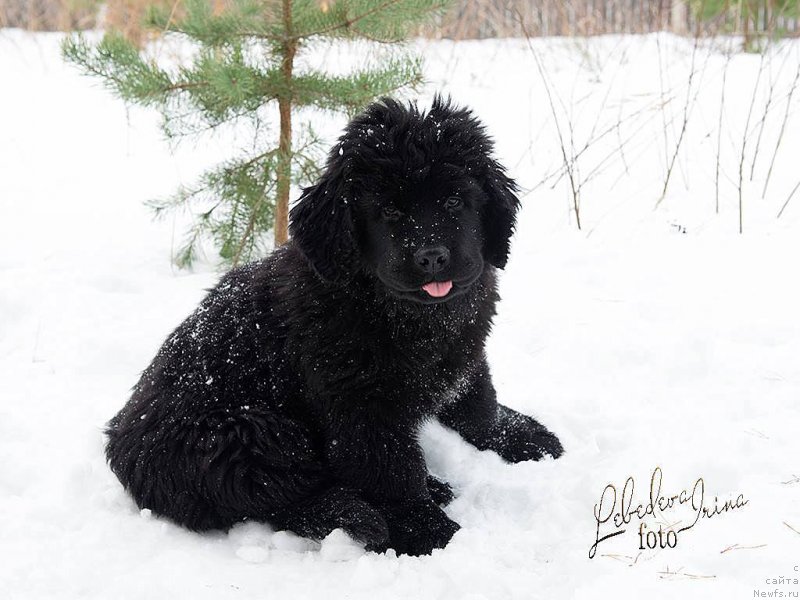 Фотография № 217211