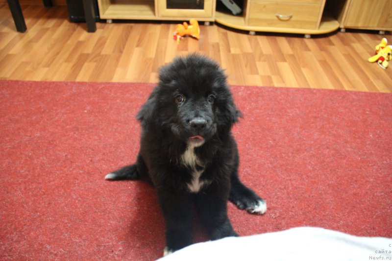 Фото: ньюфаундленд Super Premium Stim (Супер Премиум Стим)