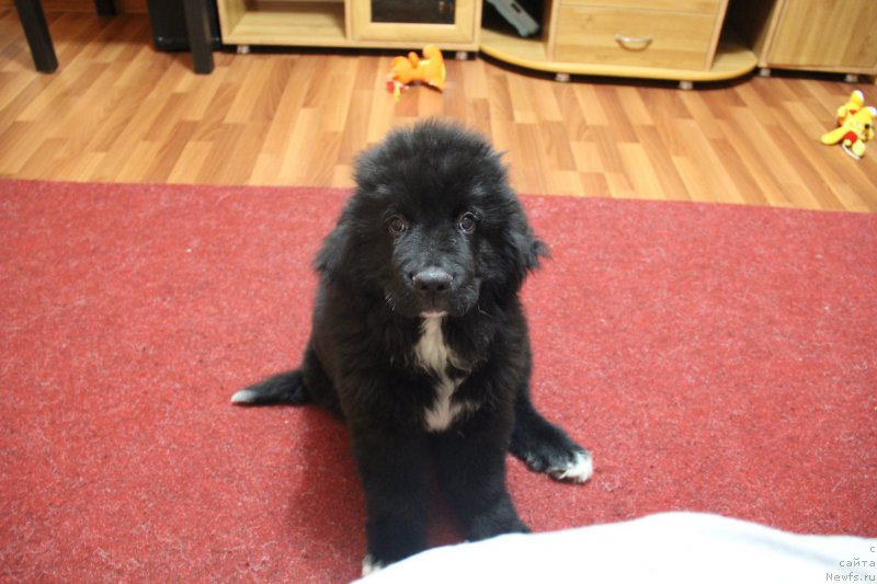 Фото: ньюфаундленд Super Premium Stim (Супер Премиум Стим)