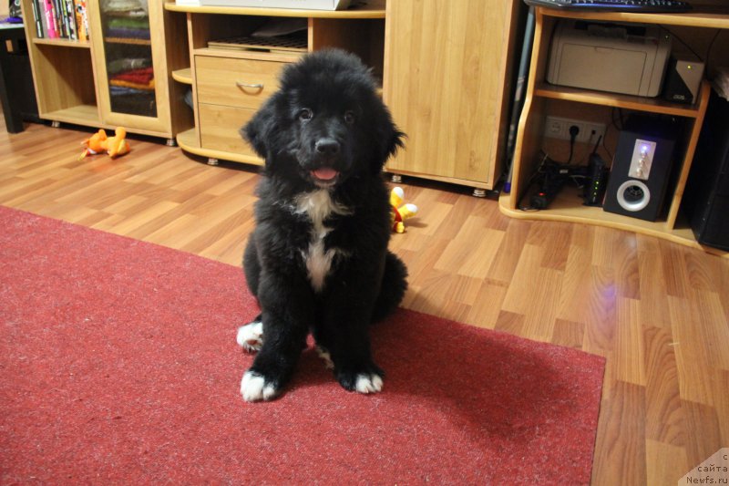 Фото: ньюфаундленд Super Premium Stim (Супер Премиум Стим)