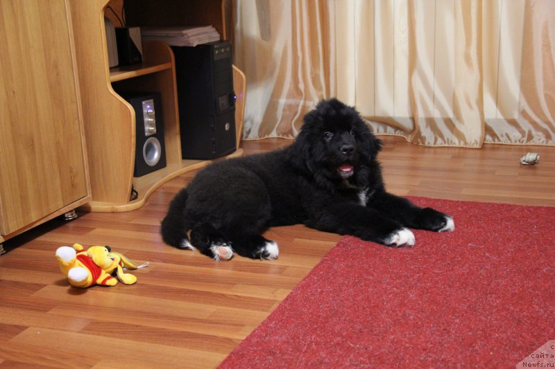 Фото: ньюфаундленд Super Premium Stim (Супер Премиум Стим)