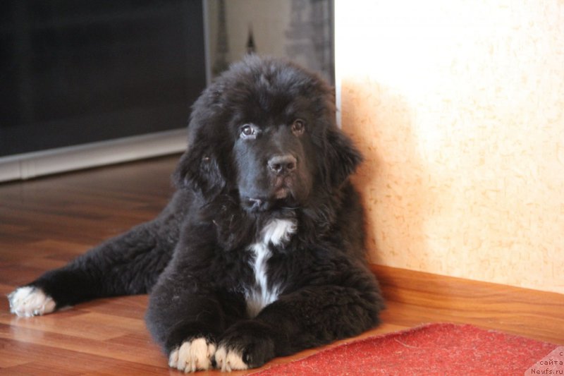 Фотография № 217226