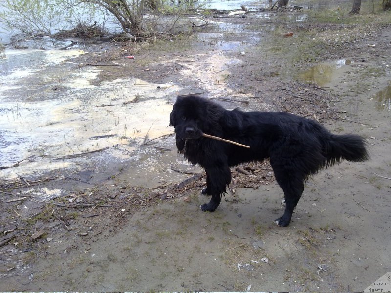 Фото: ньюфаундленд Super Premium Stim (Супер Премиум Стим)