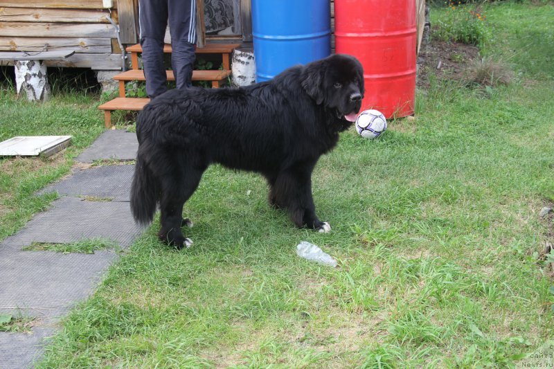 Фото: ньюфаундленд Super Premium Stim (Супер Премиум Стим)