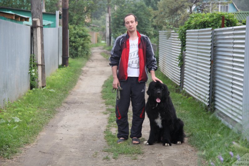 Фото: ньюфаундленд Super Premium Stim (Супер Премиум Стим)