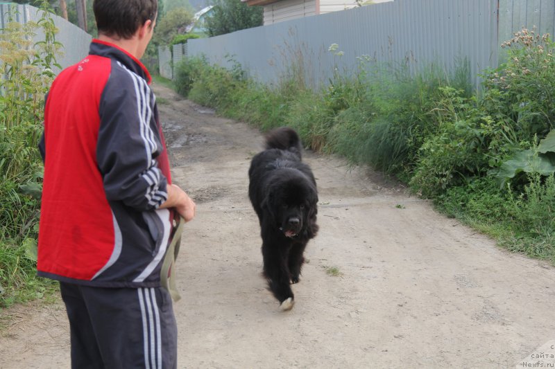 Фото: ньюфаундленд Super Premium Stim (Супер Премиум Стим)