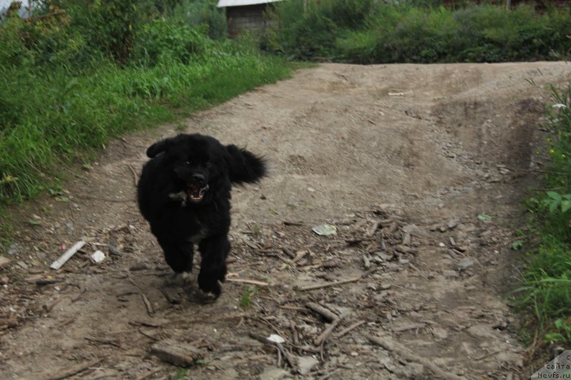 Фото: ньюфаундленд Super Premium Stim (Супер Премиум Стим)