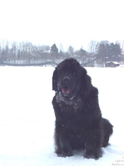 Фото: ньюфаундленд Lesnaya Skazka Lunnaya Sonata (Лесная Сказка Лунная Соната)