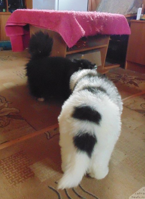 Фото: ньюфаундленд Viking ot Karelskikh Medvedey (Викинг от Карельских Медведей)