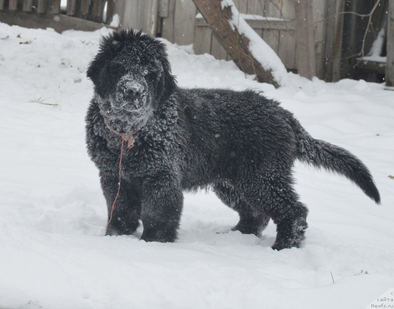 Фотография № 217256