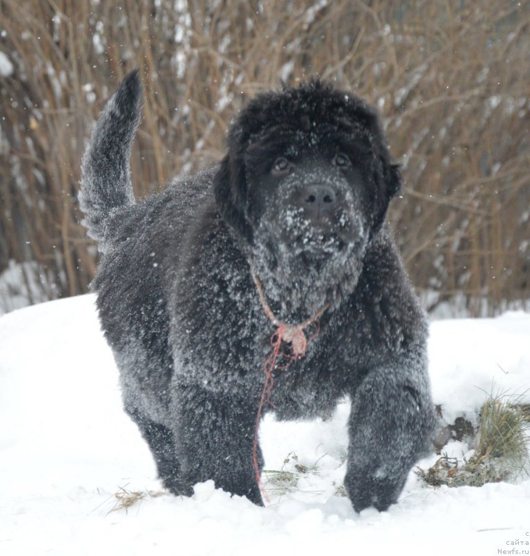 Фотография № 217257