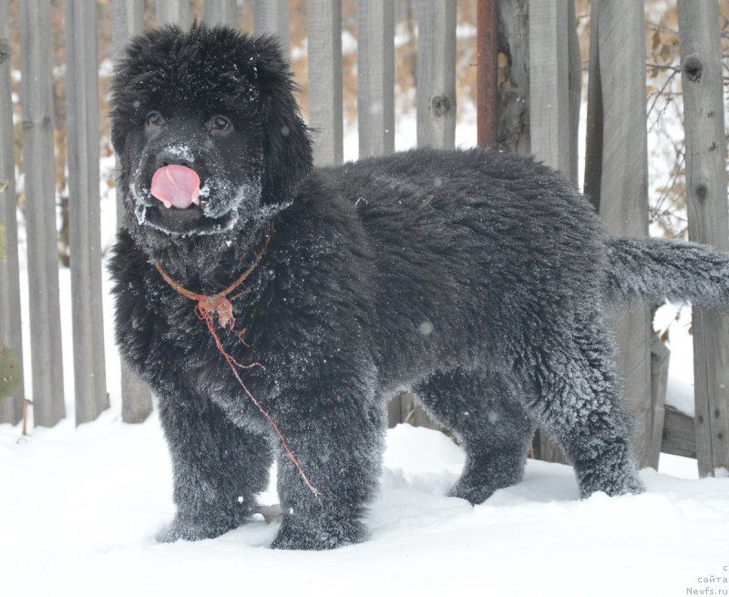 Фото: ньюфаундленд S'Nezhnaya Vjuga Vento Di Fiori (С'Нежная Вьюга Венто Ди Фиори)
