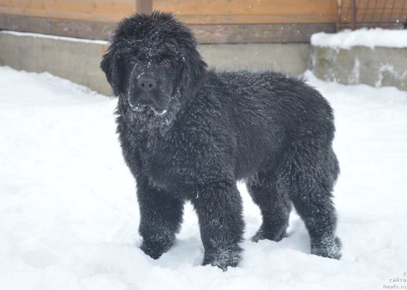 Фотография № 217260